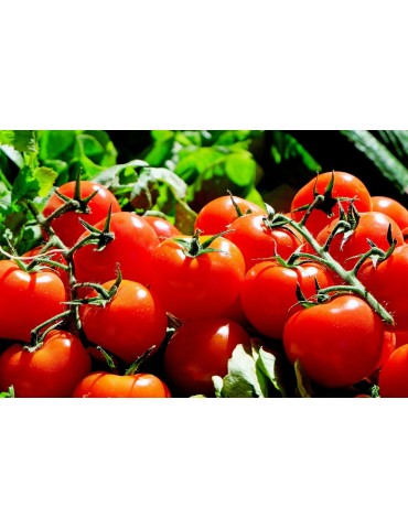 Tomates (1kg)